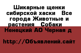 Шикарные щенки сибирской хаски - Все города Животные и растения » Собаки   . Ненецкий АО,Черная д.